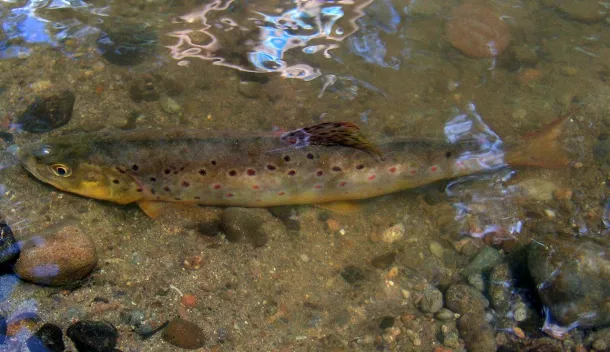 salmo trutta slovakia